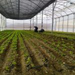 Verduras y hortalizas a 4 mil metros de altura: Sinchi Wayra promueve cultivos sostenibles en una comunidad del altiplano